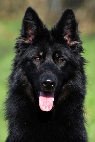 foto-nyx-150223_2 oudduitse herder bicolor