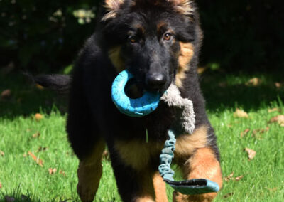 donkere zwart bruine oudduitse herder
