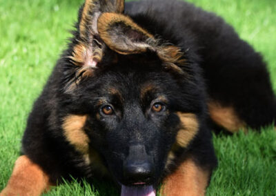 donkere zwart bruine oudduitse herder