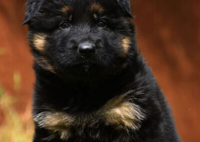 oudduitse herder pups