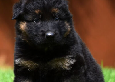 oudduitse herder pups