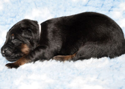 pasgeboren oudduitse herder pup