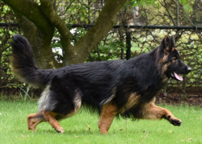 gangwerk oudduitse herder