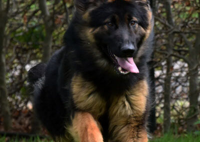 langharige duitse herder