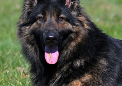 Volbeat's Lola van Chika's Erf