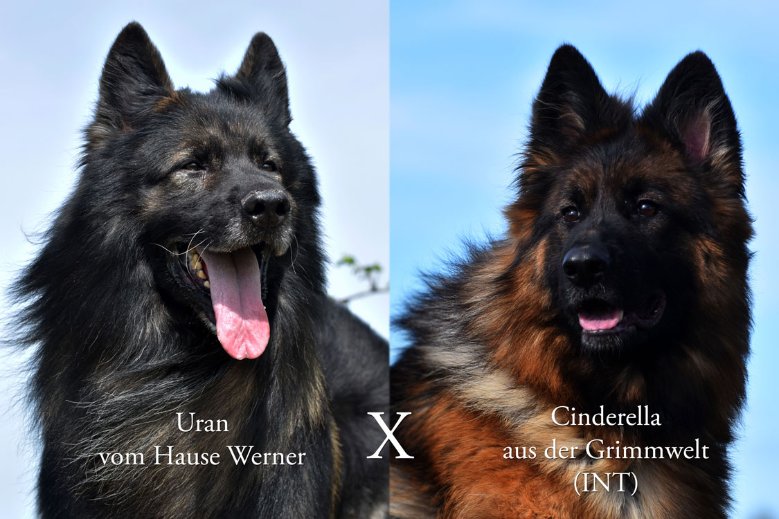 oudduitse herder pups verwacht