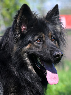 dekreu Nimbus vom Fuchsstein