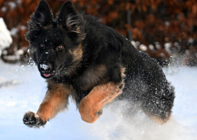 altdeutscher schäferhund