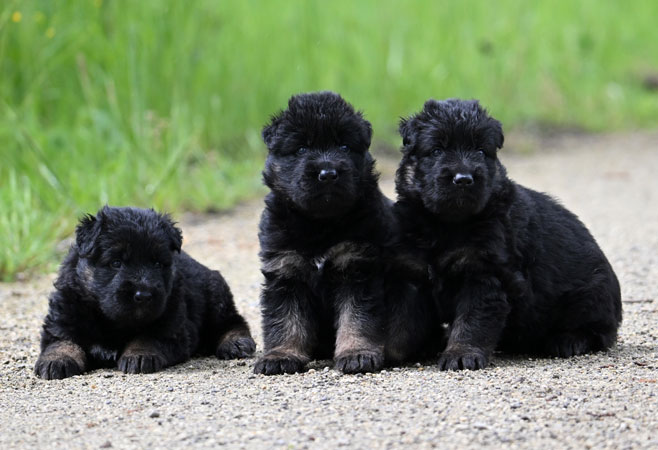 oudduitse herder pups te koop