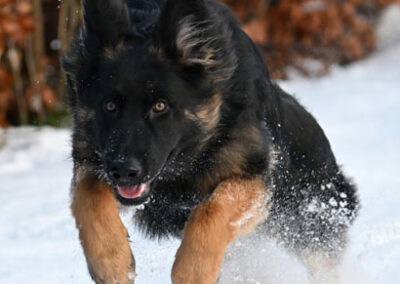 oudduitseherder sneeuwpret
