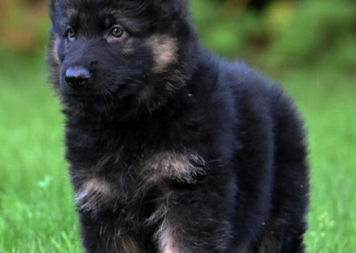 pup oudduitse herder
