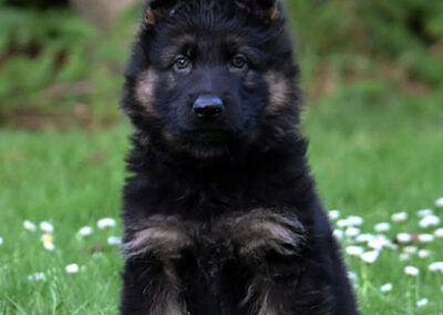 oudduitse herder pup